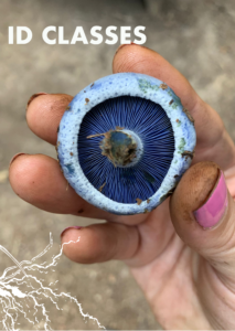 hand holding a blue milky mushroom with the heading, ID Classes