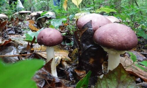 King Stropharia, The Garden Giant, wine cap mushroom