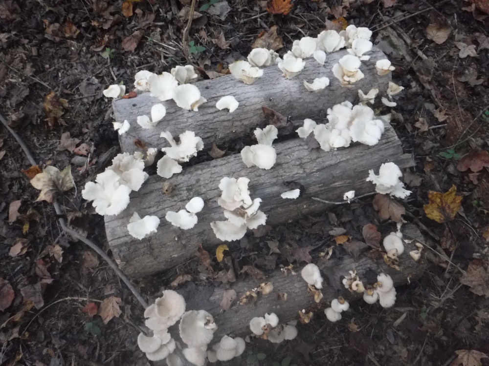Oyster Mushrooms growing on logs