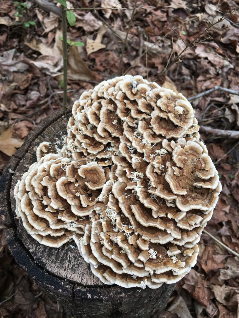 Turkey Tail mushrooms growing on a stump