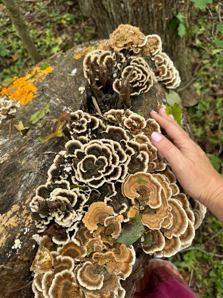 Turkey Tail Mushrooms