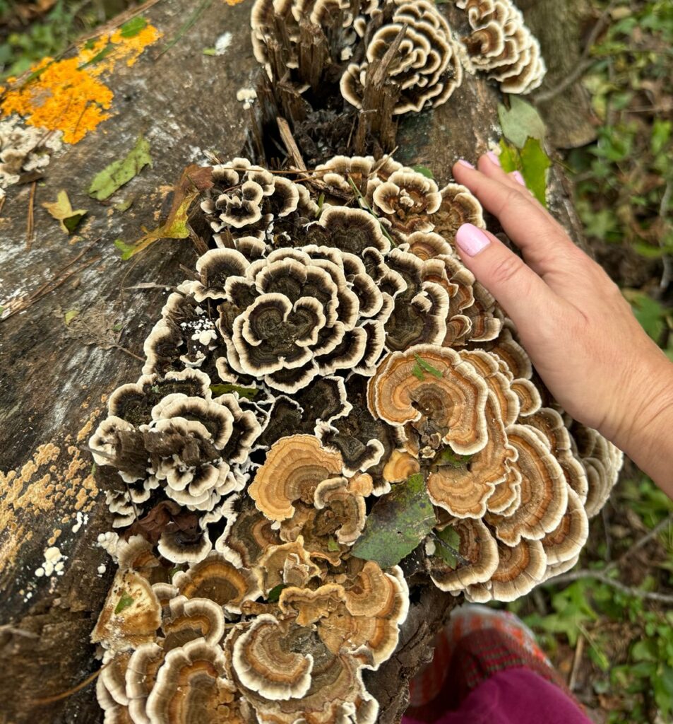 Turkey Tail Mushrooms