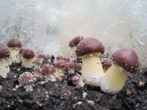 king stropharia