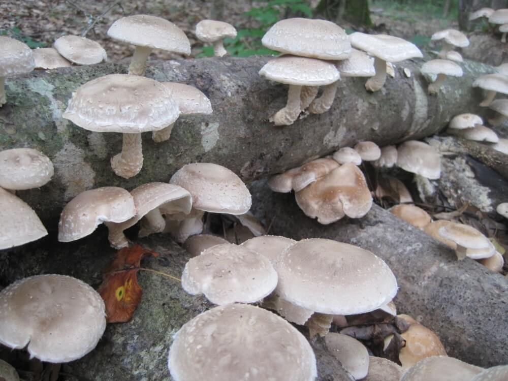 Shiitake (Lentinula edodes) – Fungiperfect