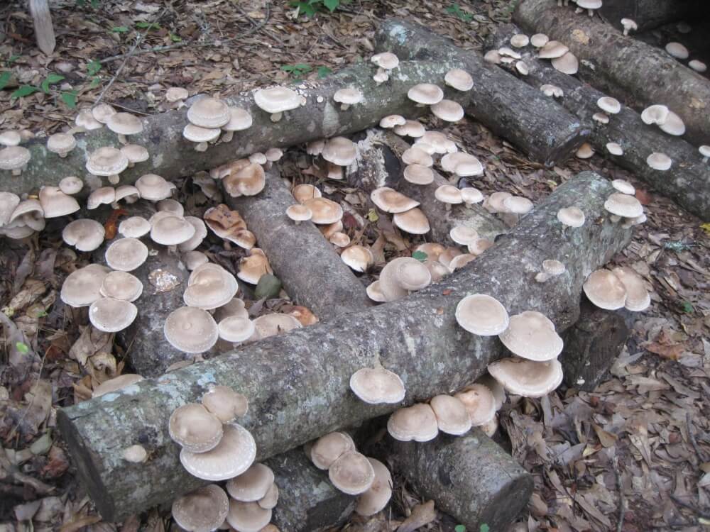 Shiitake mushrooms fruiting on logs