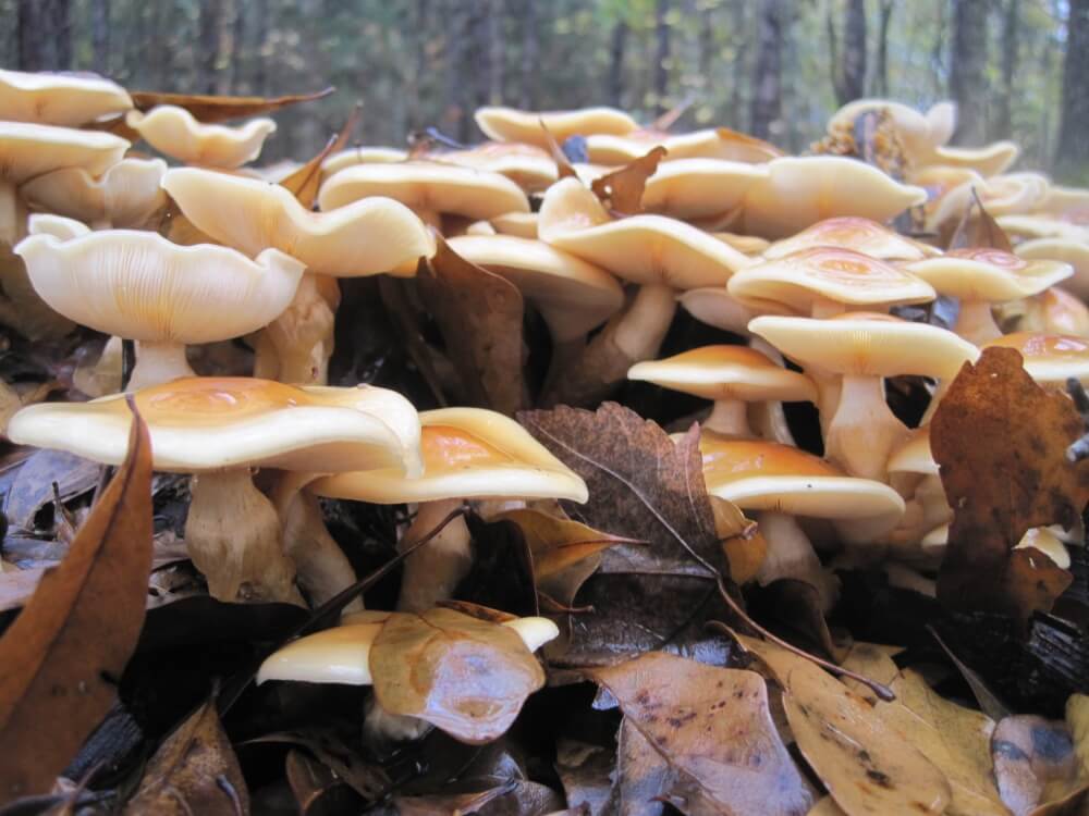 Nameko Mushrooms Fruiting on a Raft