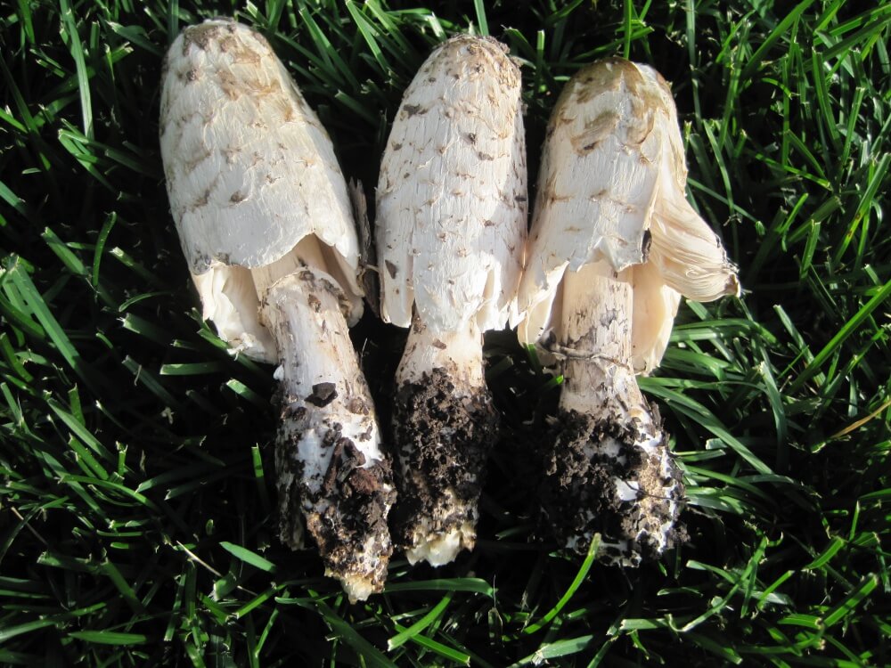 Shaggymane Dry mushroom mycelium Shaggy Cup Coprinus comatus 10 g MSM0039