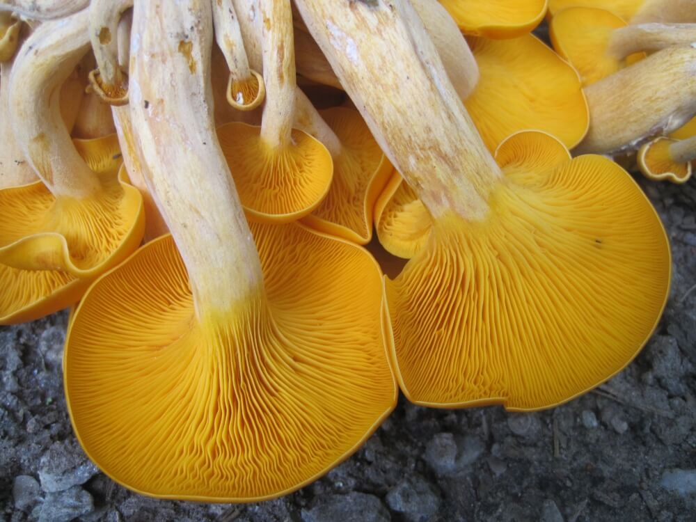 Jack O Lantern Omphalotus Olearius Mushroom Mountain