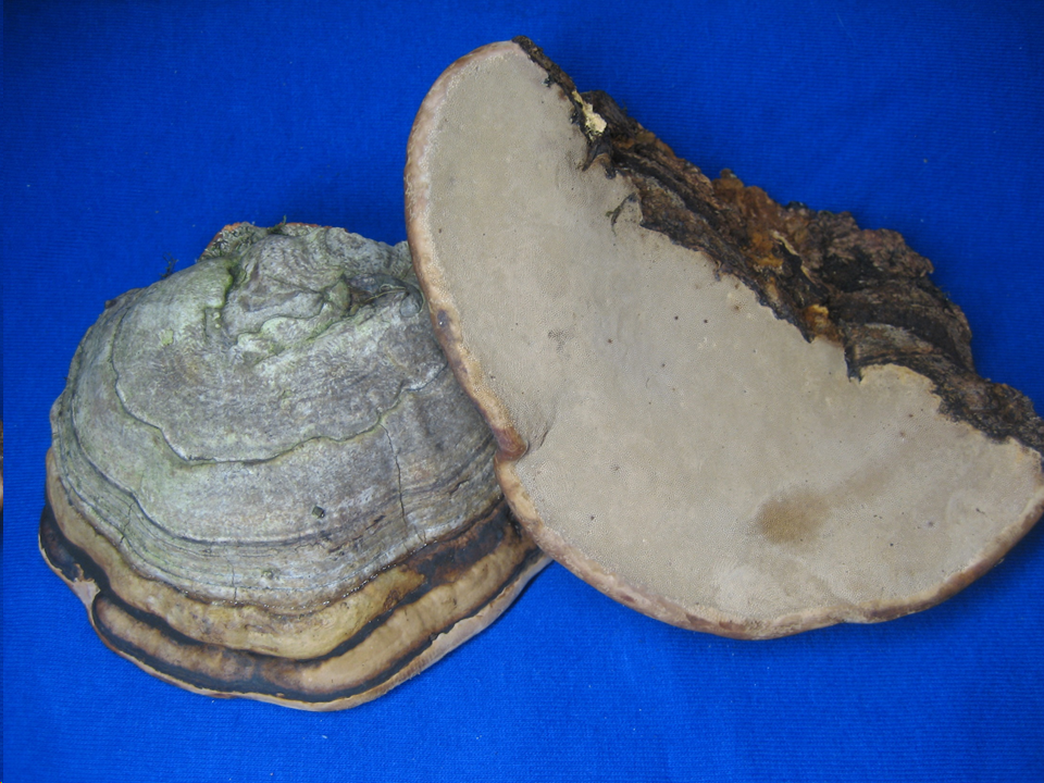 iceman polypore