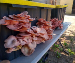 Pink oyster mushrooms fruiting from a bin filled with pasteurized straw