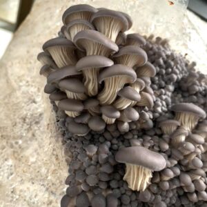Blue oyster mushrooms in various stages of fruiting