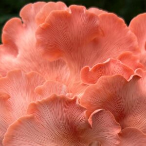 Pink oyster mushroom cluster