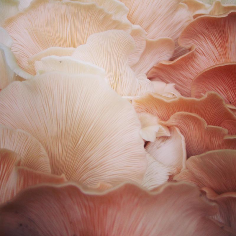 Pink oyster mushrooms. Fifty shades of pink :)