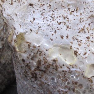 Fully colonized fruiting bag with metabolite fluids