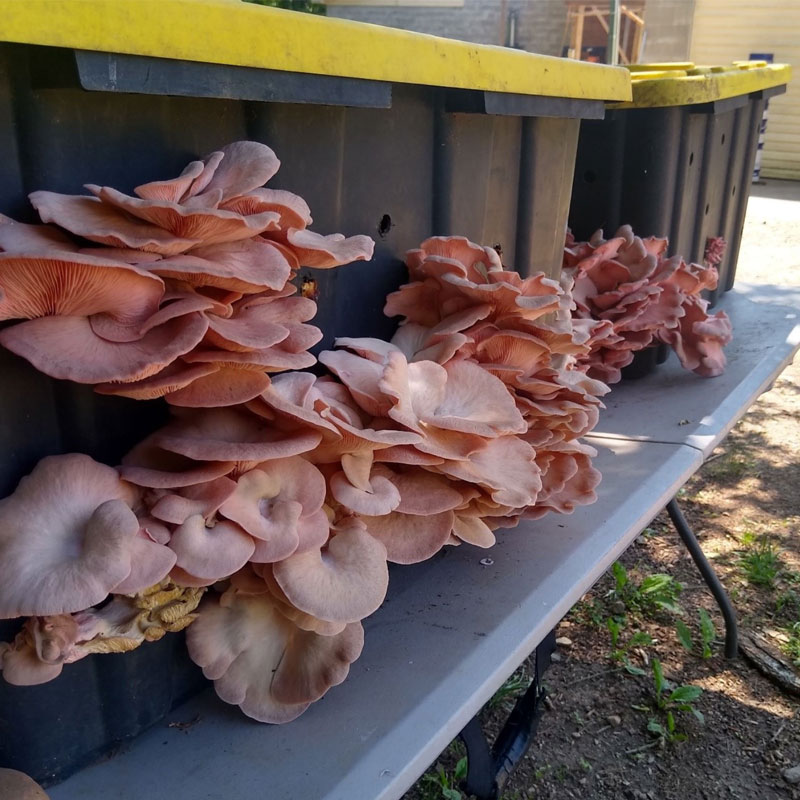 Pink oyster mushrooms fruiting from a bin filled with pasteurized wheat straw