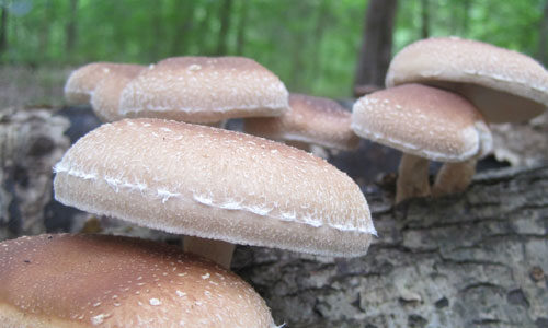 shiitake mushroom mountain fruiting from cultivated log at Mushroom Mountain in SC