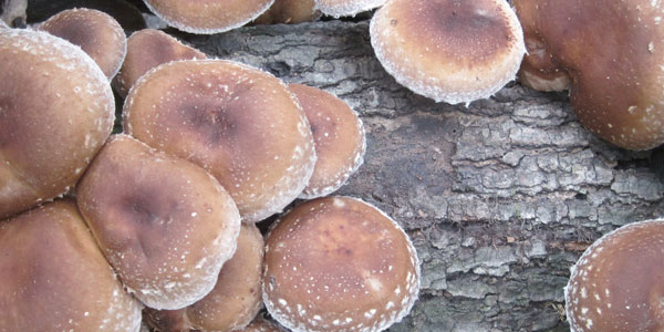 Growing Shiitake On Logs - Mushroom Mountain