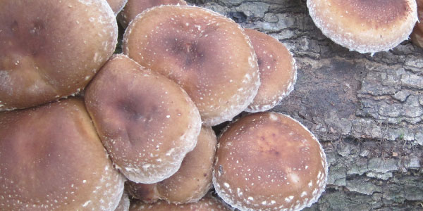 Shiitake Mushrooms on Logs at Mushroom Mountain