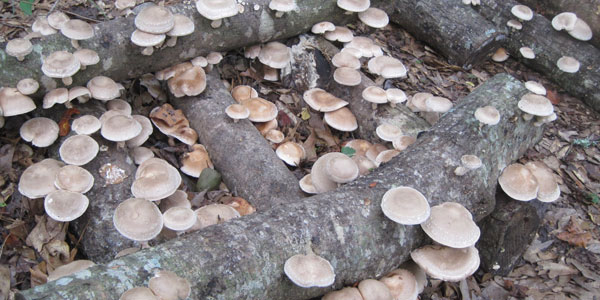3 Oregon White Oak Logs For Growing Antiviral Mushrooms  Oyster Shiitake & Other