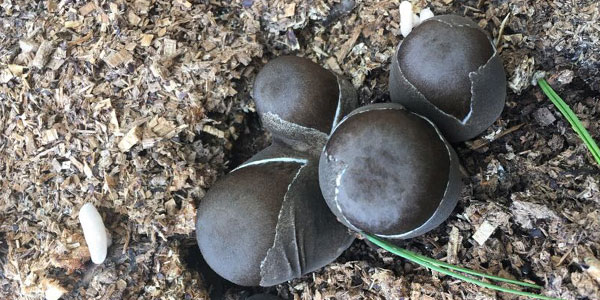 How to Grow Paddy Straw Mushrooms - Volvariella volvacea