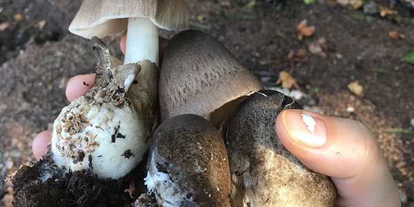 Growing Popular Varieties of Mushrooms: Part 3 - Paddy Straw Mushroom  (Volvariella volvacea) 