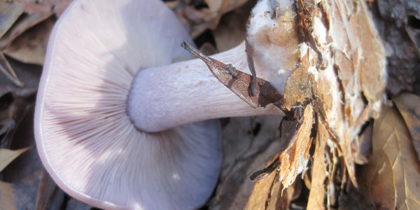 Mushroom Seeds Spores Spawn Lepista nuda Mycelium. 