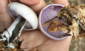 Blewit Mushrooms