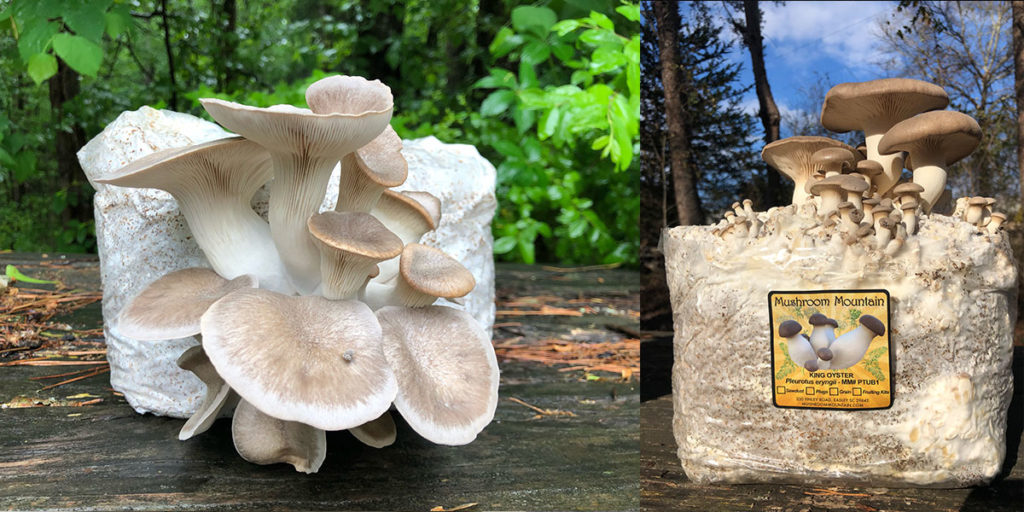 Fruiting King Oyster Mushrooms on Sawdust Blocks