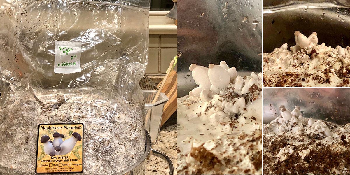King Oyster Mushroom Spawn and baby king oysters