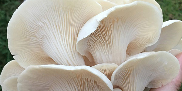 Aspen oyster mushroom