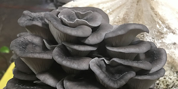 Warm Blue Oyster Mushroom