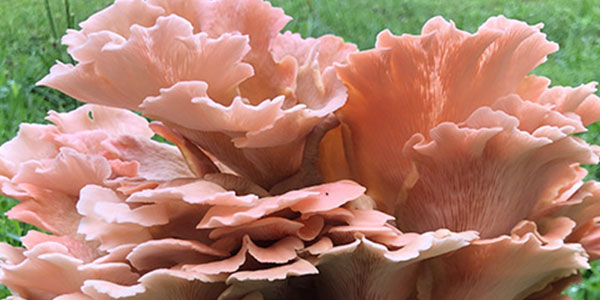 Flamingo oyster mushroom