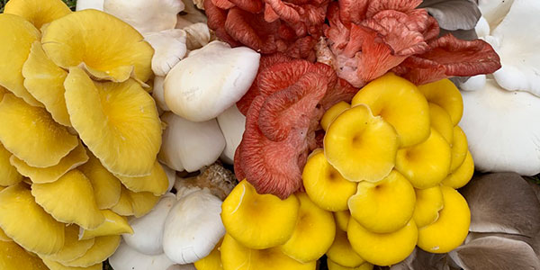 Oyster Mushrooms Mix