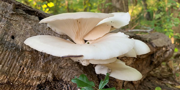pearl oyster mushroom