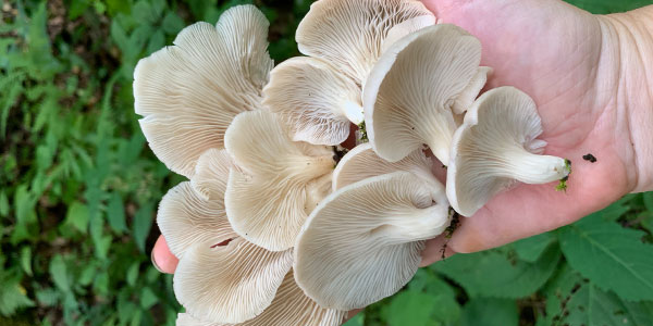 phoenix oyster mushroom