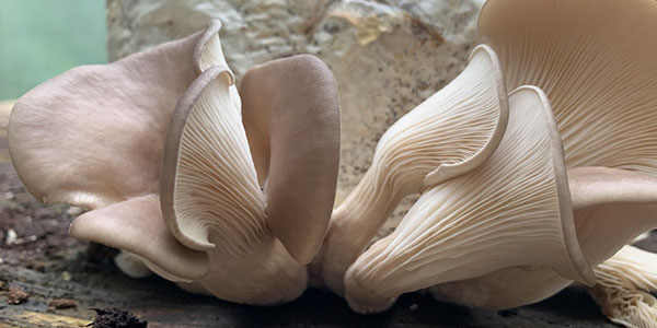 Sporeless Oyster Mushroom