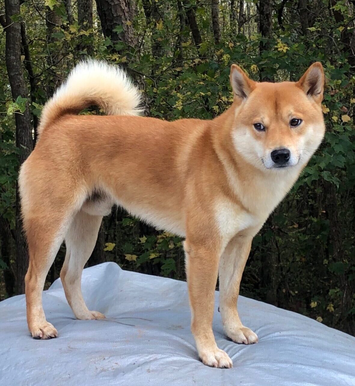 shibu inu standing on a tarp glancing sideways