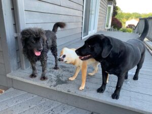 Three dogs on a porch