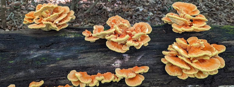 A spectacular fruiting of a wild chicken of the woods