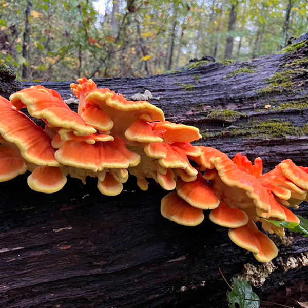 Billie's chicken of the woods find at the local nature trail. Photo credit: Billie Katic
