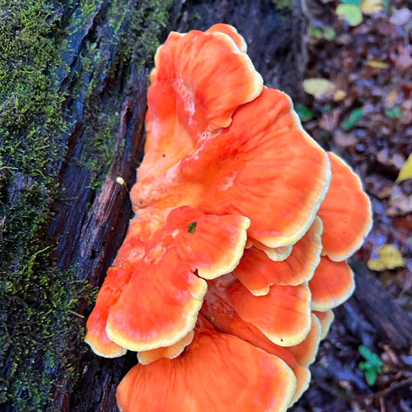 Billie found this perfect chicken of the woods while walking her dog in the woods. Photo credit: Billie Katic