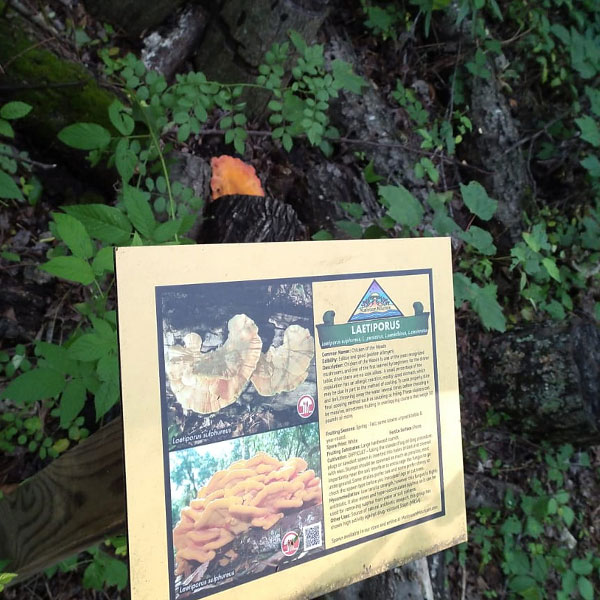 Cultivated chicken of the woods fruiting on the Mushroom Mountain trail. Photo credit: Travis Harvell