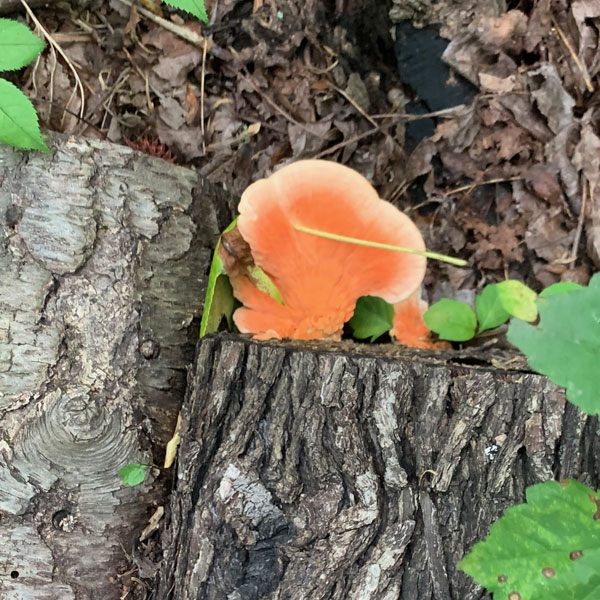 Chicken of the woods fruiting off a sterilized log at Mushroom Mountain