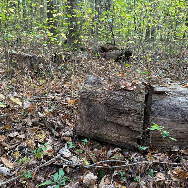 Logs inoculated over the 10 years ago in a traditional totem method (giant fresh cut logs with spawn inserted between the stacked logs). They are still there, but I have never seen a single chicken of the woods mushroom on them.