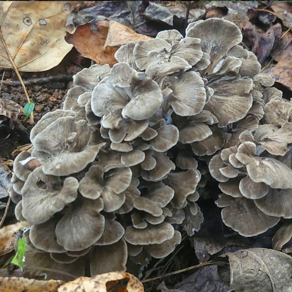 Cultivated maitake / hen of the woods fruiting on the mushroom mountain trail. Photo credit: Barry Hinton