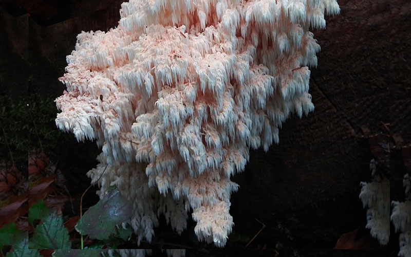 Hericium abietis - Conifer Coral