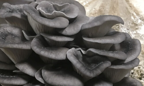 Warm Blue Oyster Mushrooms