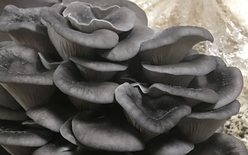  Blue Oyster Mushrooms have bluer caps when grown in cooler temperatures