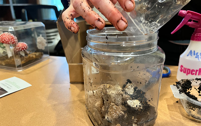 Mixing spent coffee grounds and Oyster Mushroom mycelium