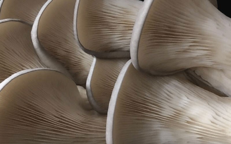 Close-up of Oyster Mushroom gills